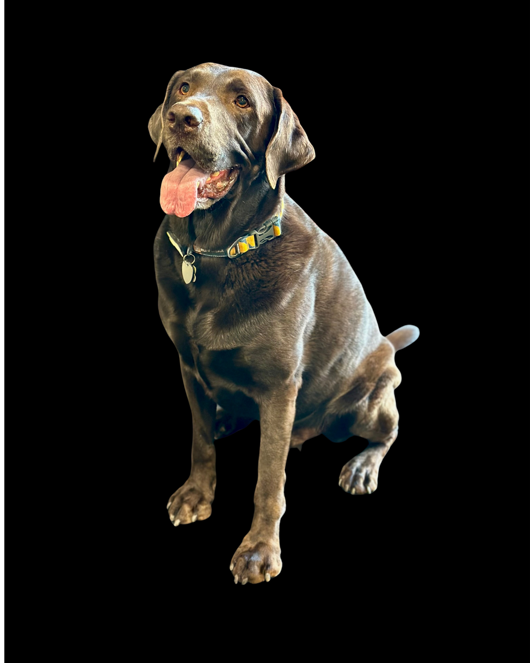 Brown dog sitting on a black background, panting with tongue out.