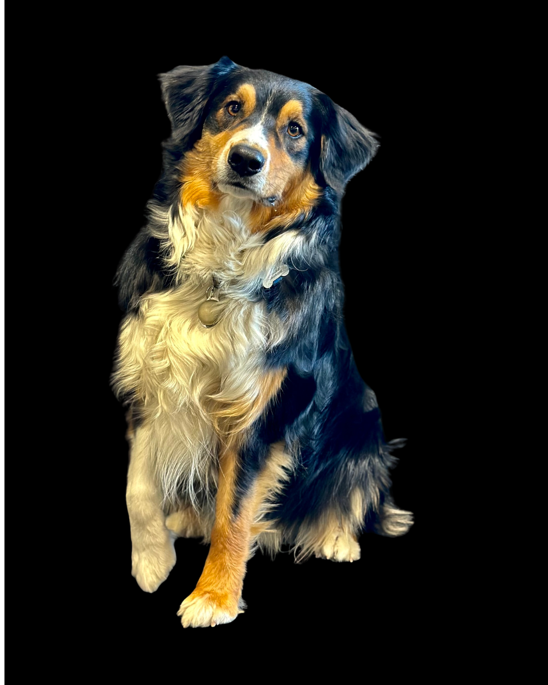 Black, white, and tan dog sitting against a black background, looking at the camera.