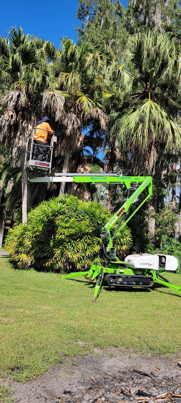 A man is sitting on a lift cutting a palm tree.
