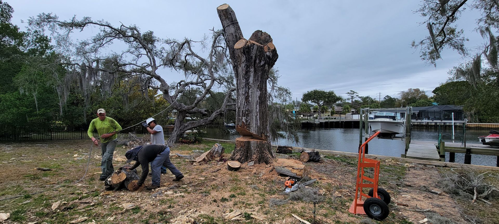 A group of people are working on a large tree stump.