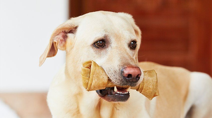 A dog is chewing on a bone in its mouth.