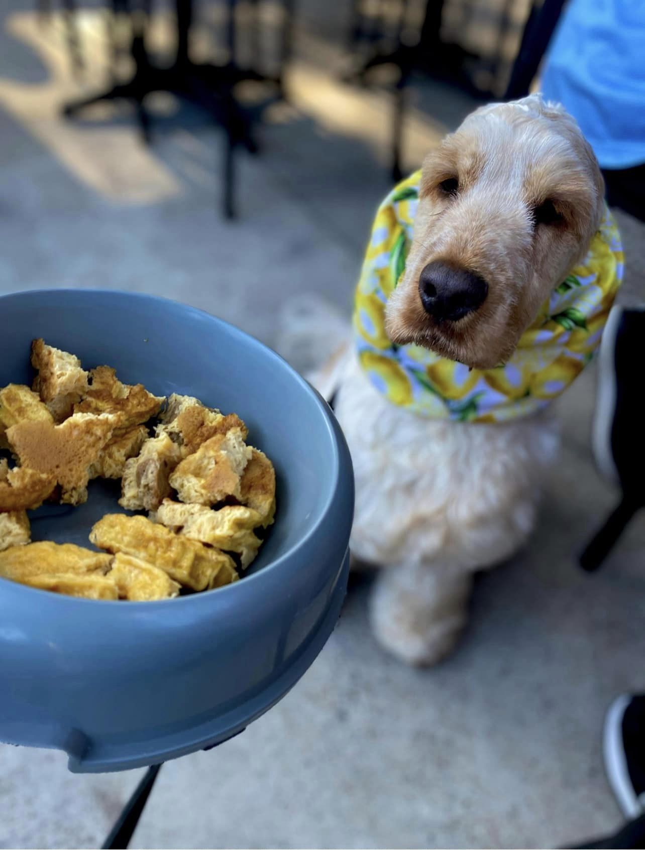 Puppy Food — Café in Maitland, NSW