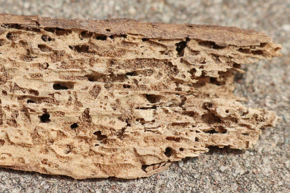 A Close Up of a Piece of Wood That Has Been Eaten by Termites — Ray's Termite Protection & Pest Control in Maroochydore, QLD