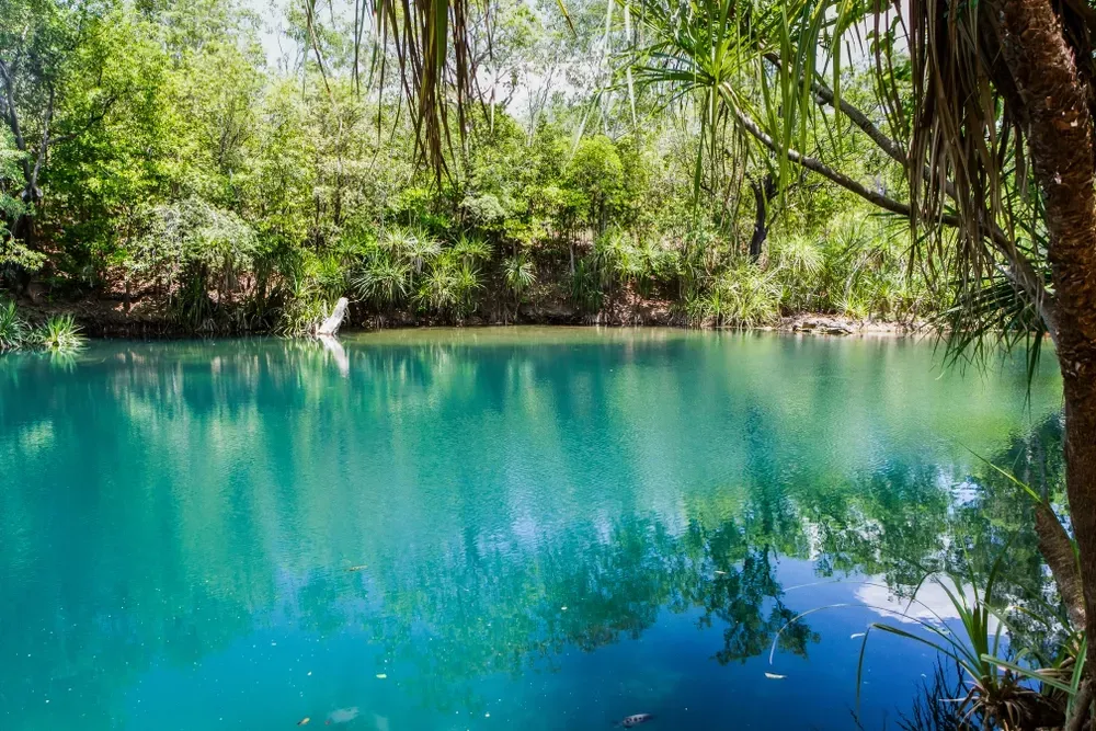 A Tranquil Billabong Surrounded By Pandanas Trees — Nightcliff Plumbing & Gas In Berry Springs, NT