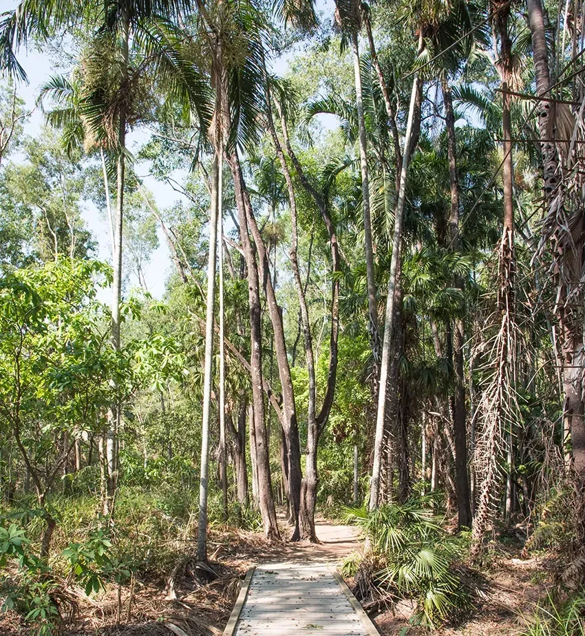 A Wooden Path In A Tropical Forest — Nightcliff Plumbing & Gas In Howard Springs, NT