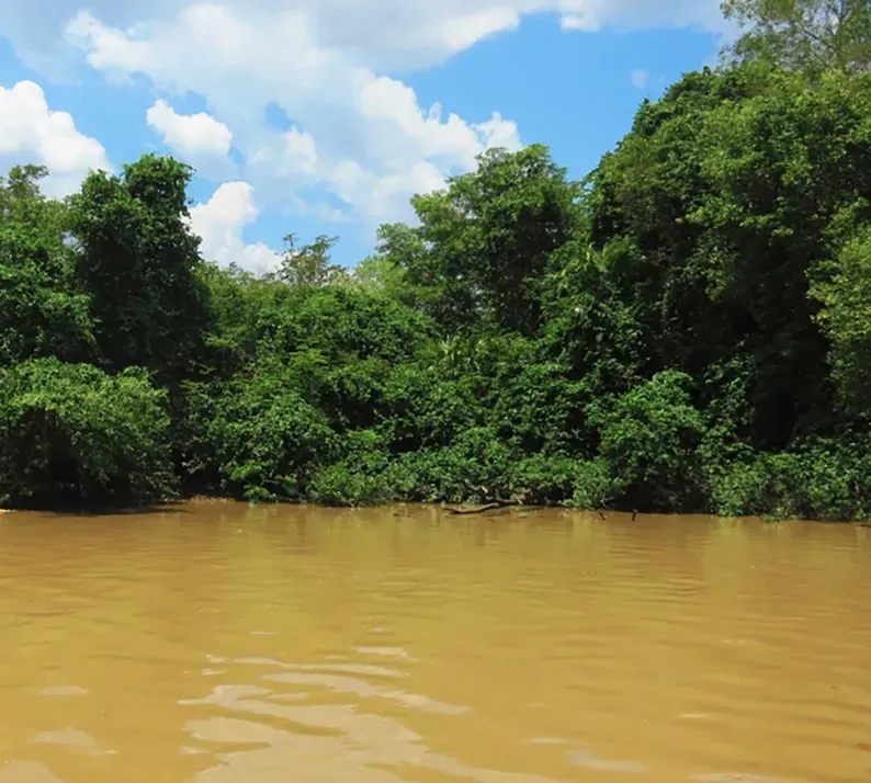 A River Lined With Mangroves— Nightcliff Plumbing & Gas In Humpty Doo, NT