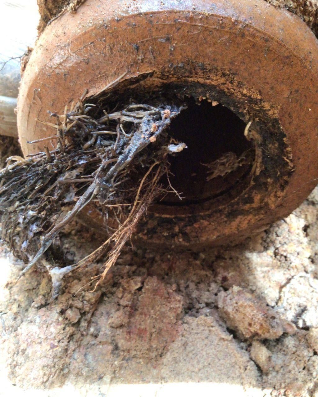 A Close Up of a Rusty Pipe With Roots Sticking Out of It — Nightcliff Plumbing & Gas In Fannie Bay, NT