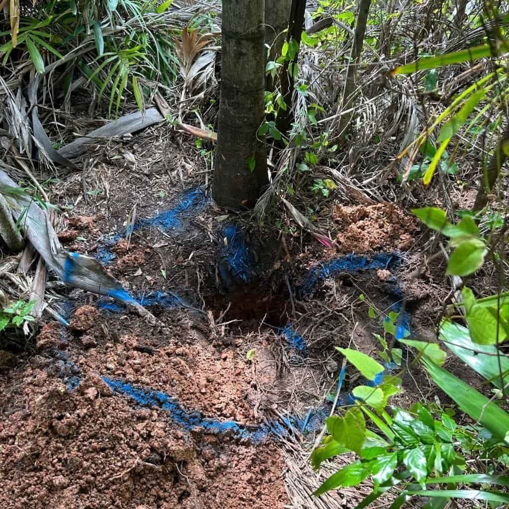 A Tree Trunk in the Middle of a Forest With a Blue Circle Drawn on It — Nightcliff Plumbing & Gas In Coconut Grove, NT