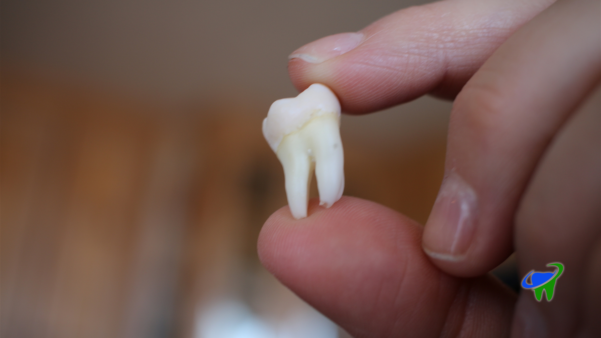 A hand holding a small white tooth model against a blurred background.