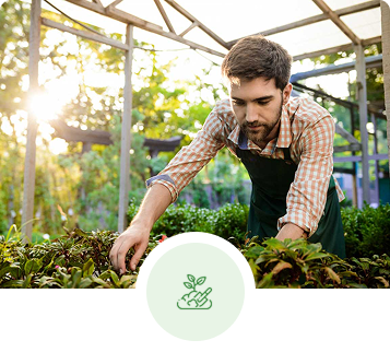 Man tending plants in a greenhouse, sunlit. He wears an apron, focused expression.
