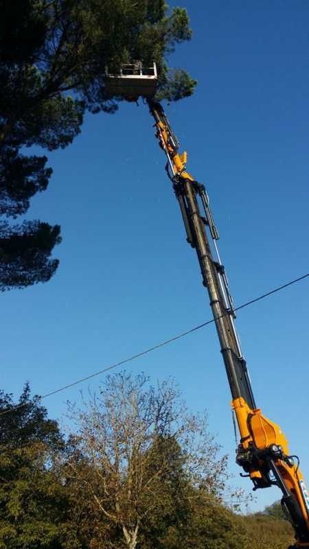 Una gru pota un albero alto contro un cielo azzurro e limpido.