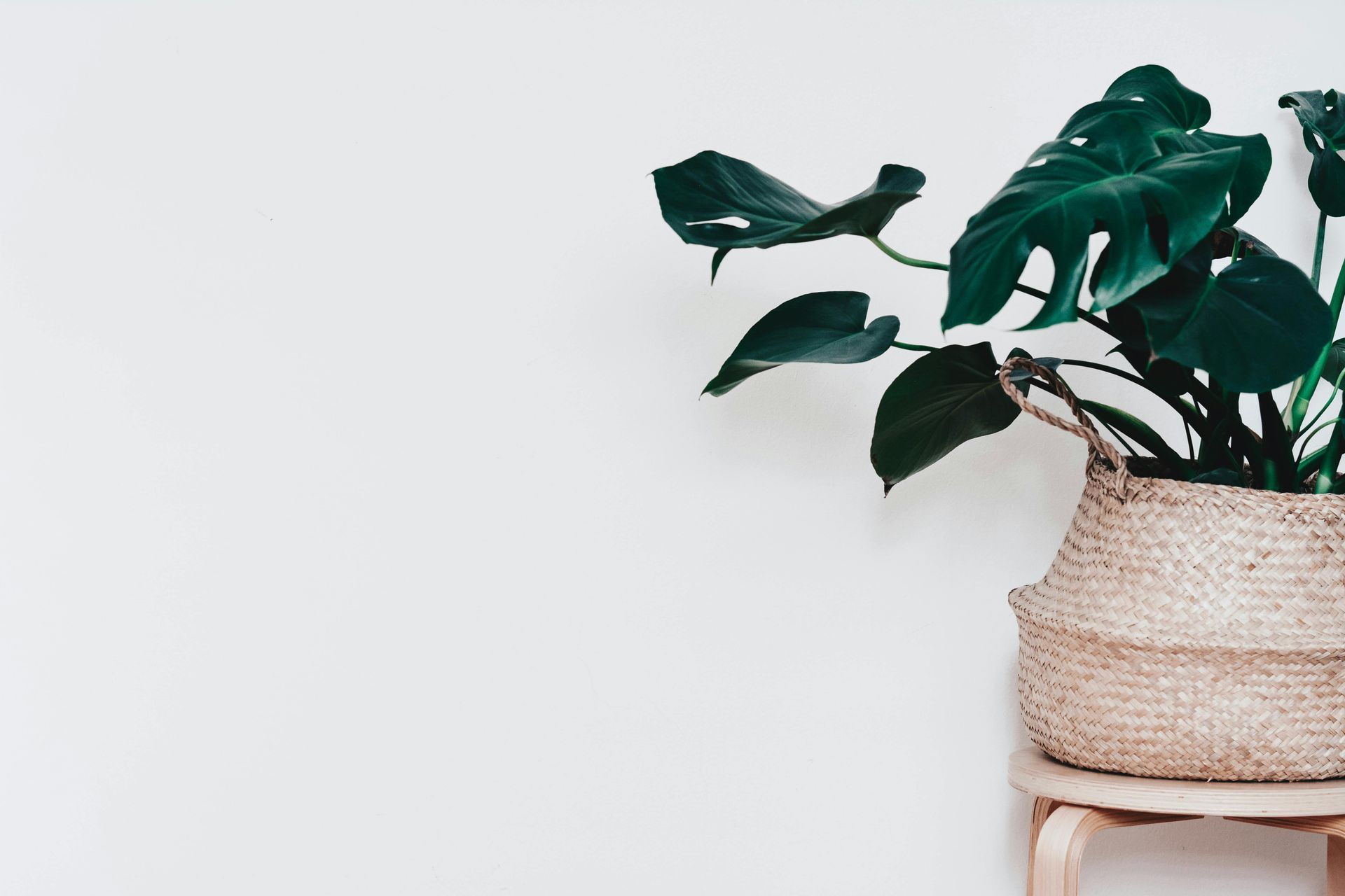 A potted plant is sitting on a wooden stool in front of a white wall.
