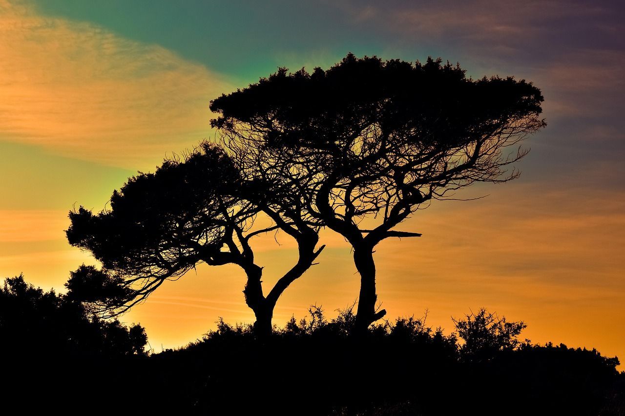 Trees and Sunset in Walla Walla, WA
