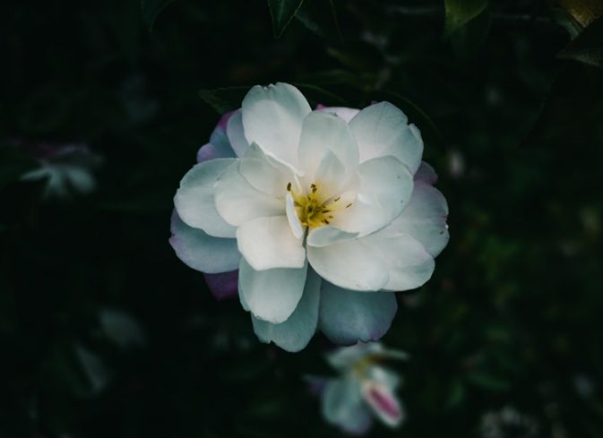 White flower symbolizing remembrance with cremation services Walla Walla, WA.