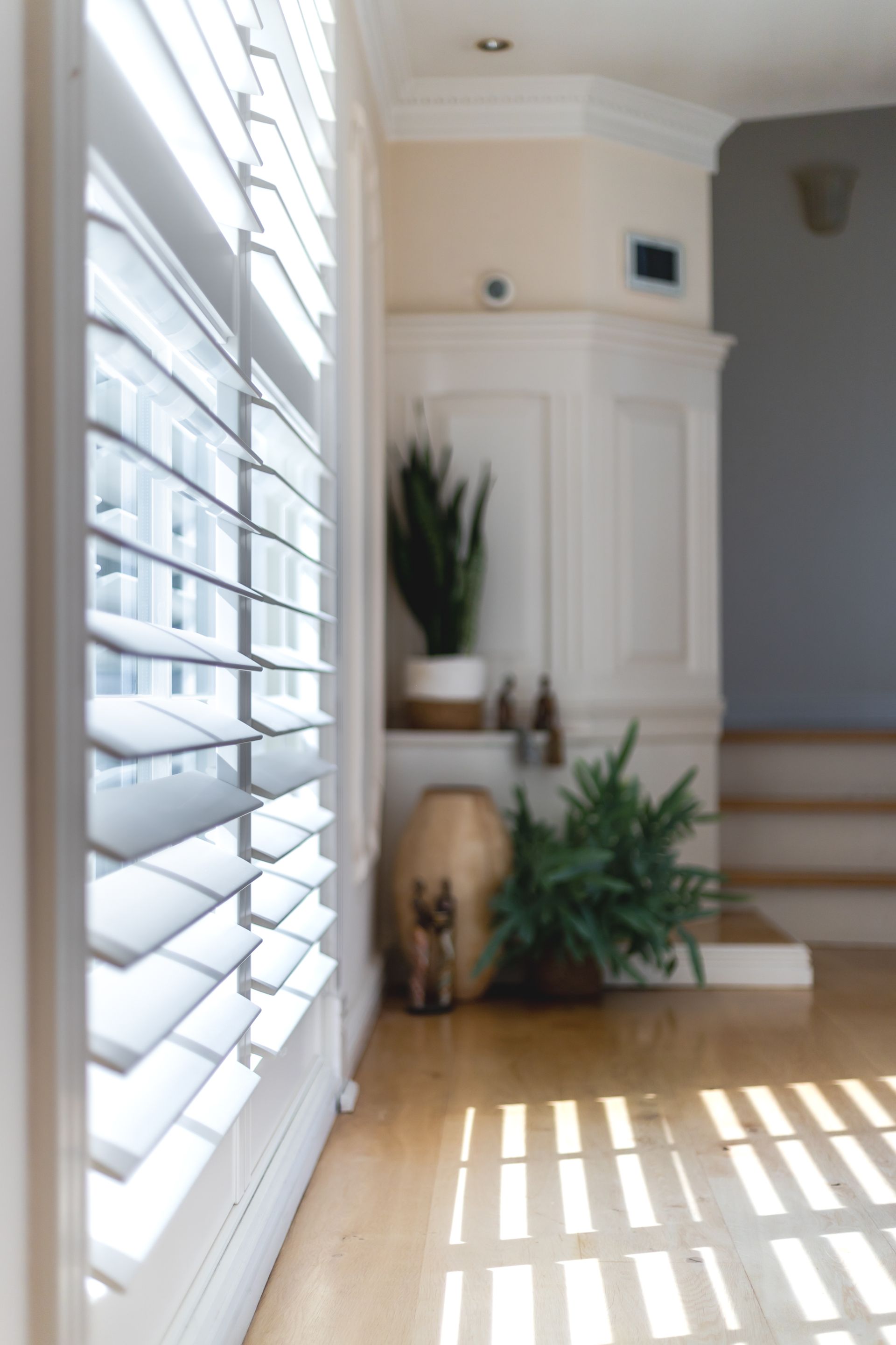 A Cat is Standing in Front of a Window With Shutters — TT Shutters & Shading In Ballina, NSW