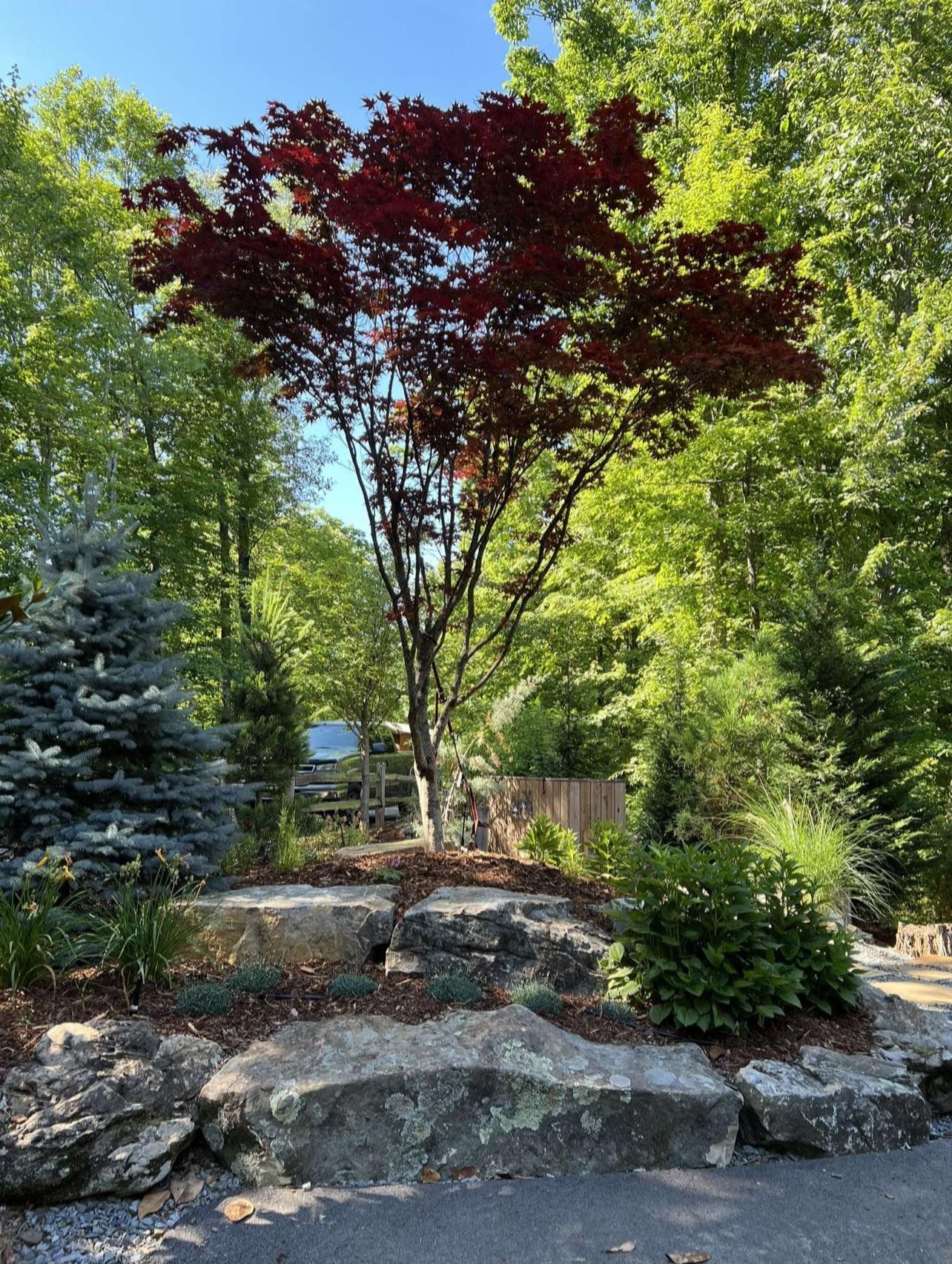 A tree with red leaves is in the middle of a forest