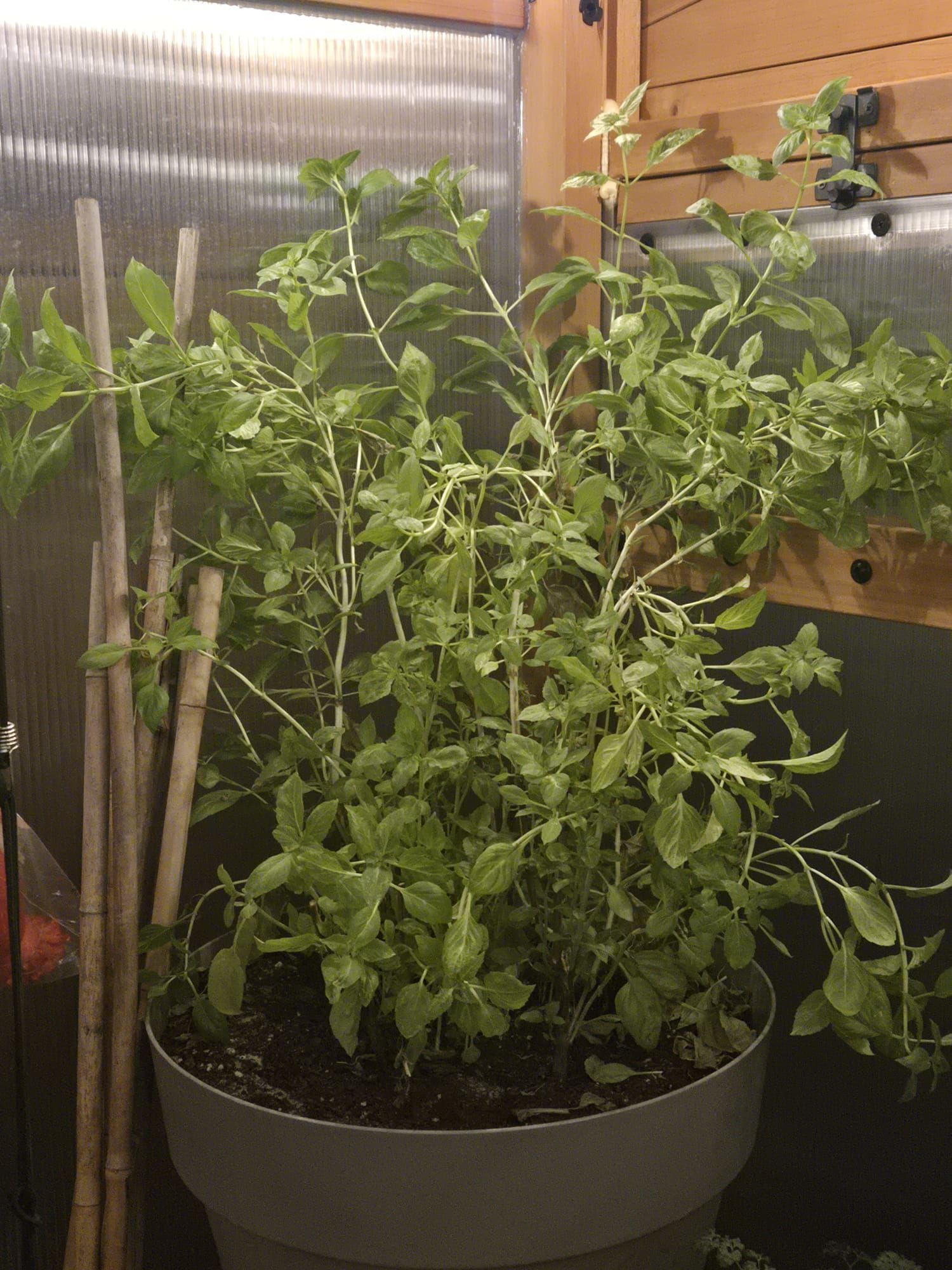 Basil herbs growing through winter in a Canadian greenhouse