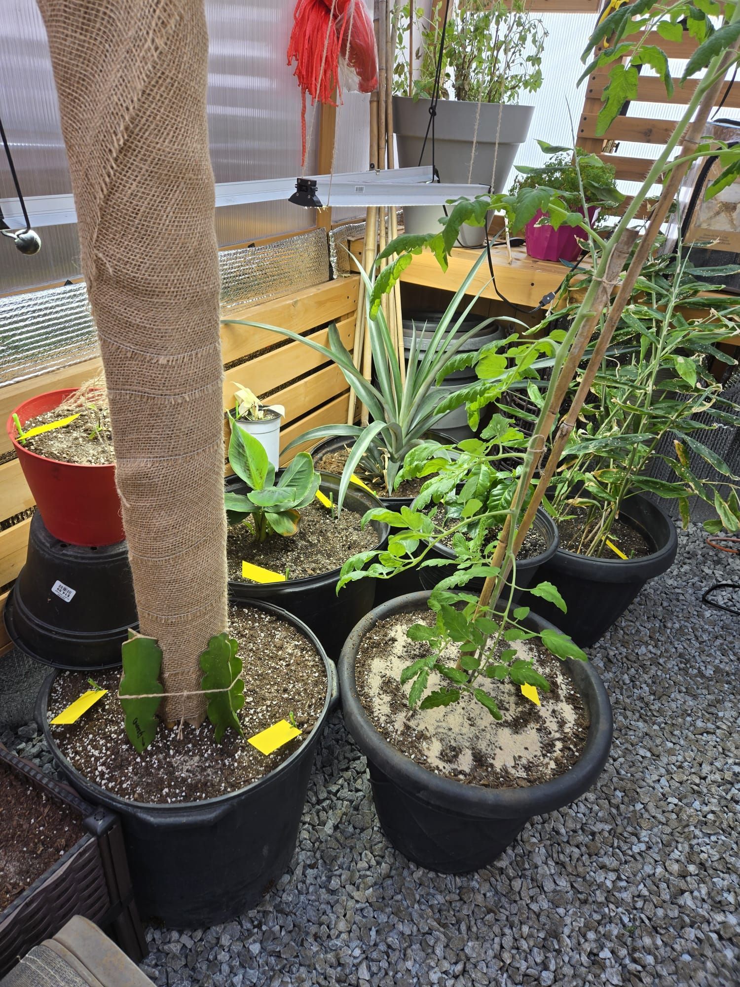 Tropical plants growing inside a Canadian greenhouse in winter