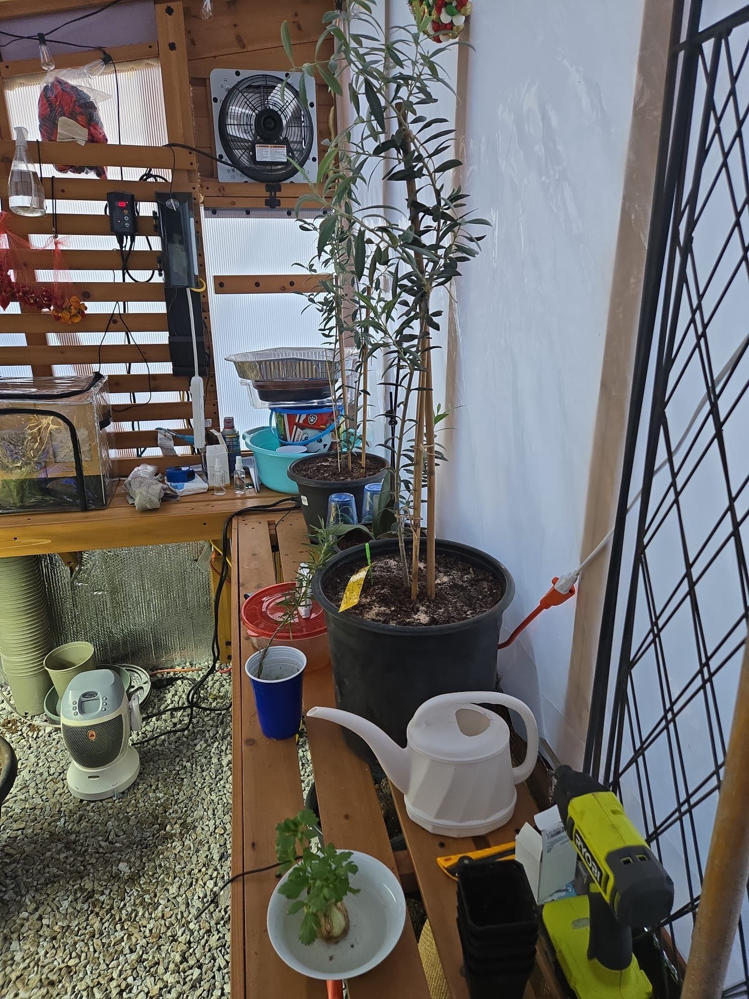 Olive trees growing inside a temperature-controlled greenhouse
