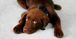 CHEMDRY PUEBLA - Limpieza de tapetes