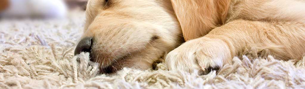 CHEMDRY PUEBLA - Limpieza de alfombras