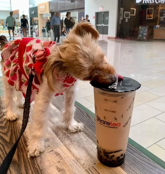 Small dog in a red sweater sipping a bubble tea in a mall corridor