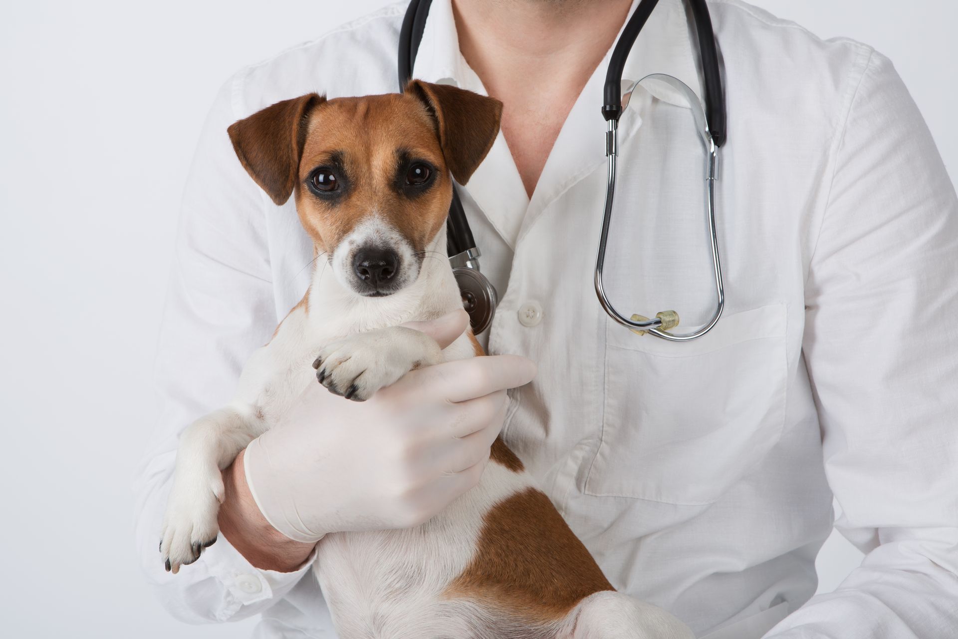 ambulatorio laboratorio veterinario