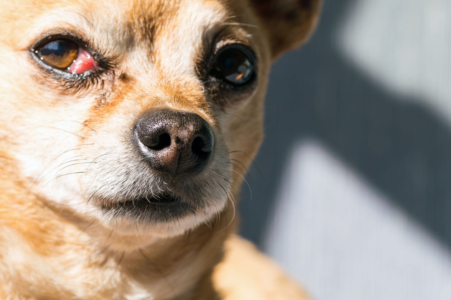 Chihuahua oeil rouge