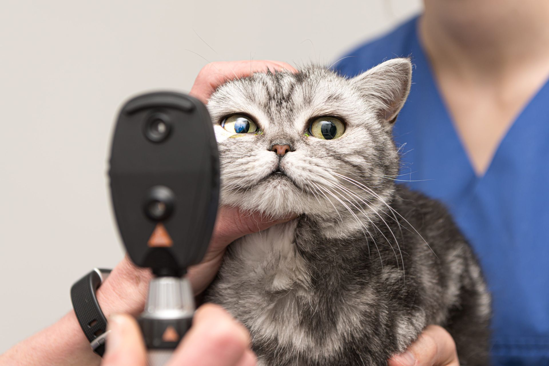 examen ophtalmologique chat