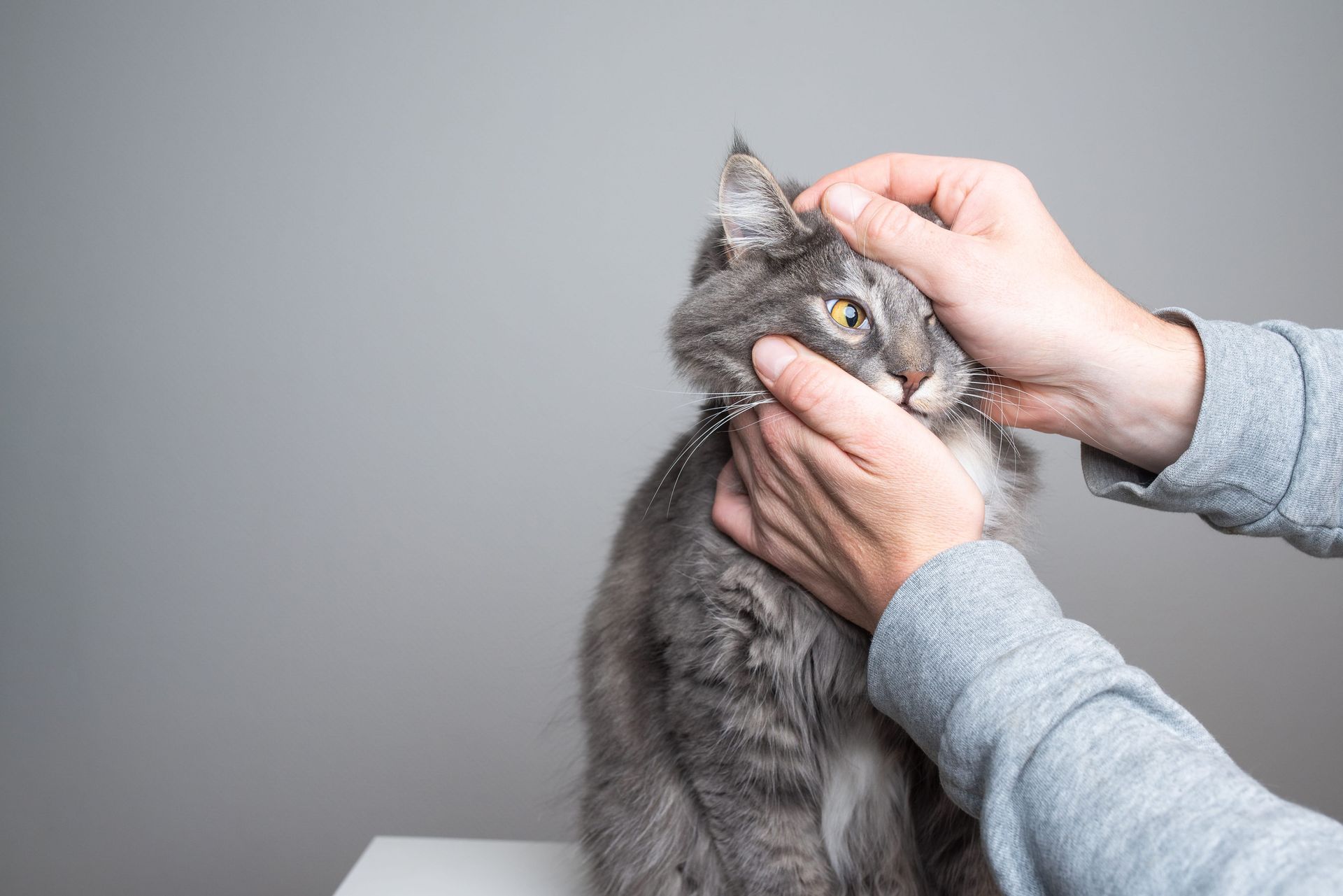 examen oeil chat