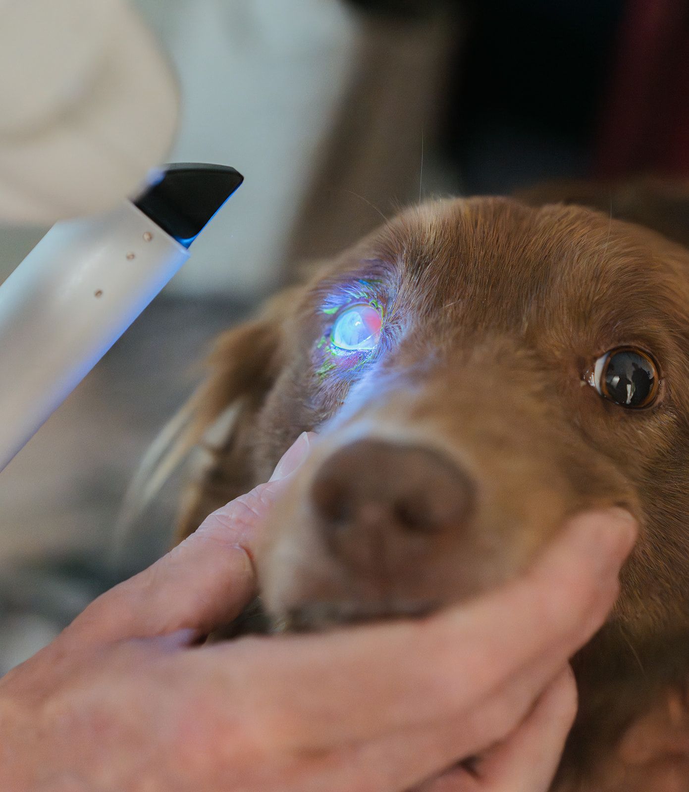 examen ophtalmologique chien