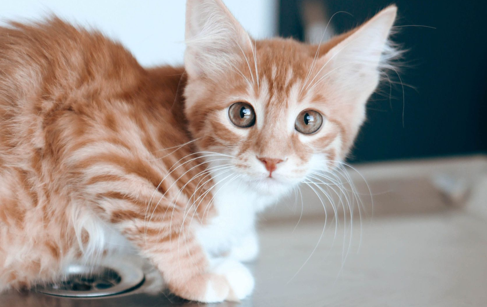Chat roux 