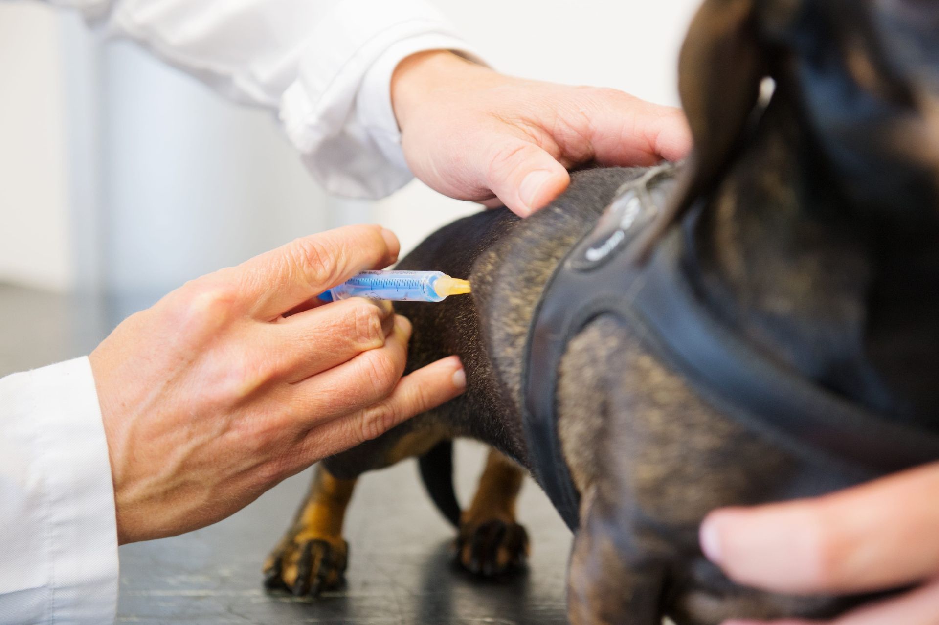 Vaccin chien veterinaire