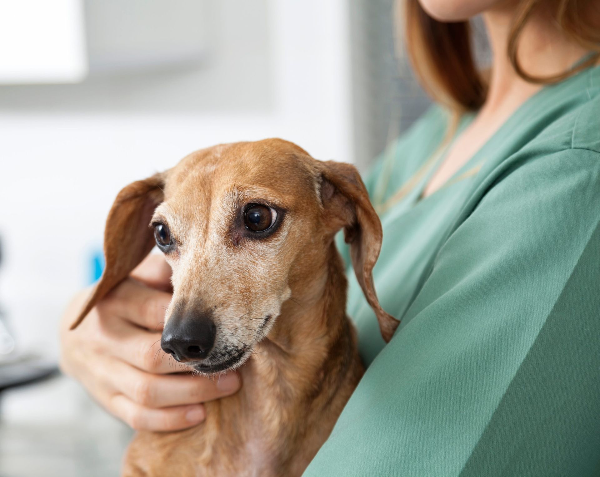 Examen veterinaire chien