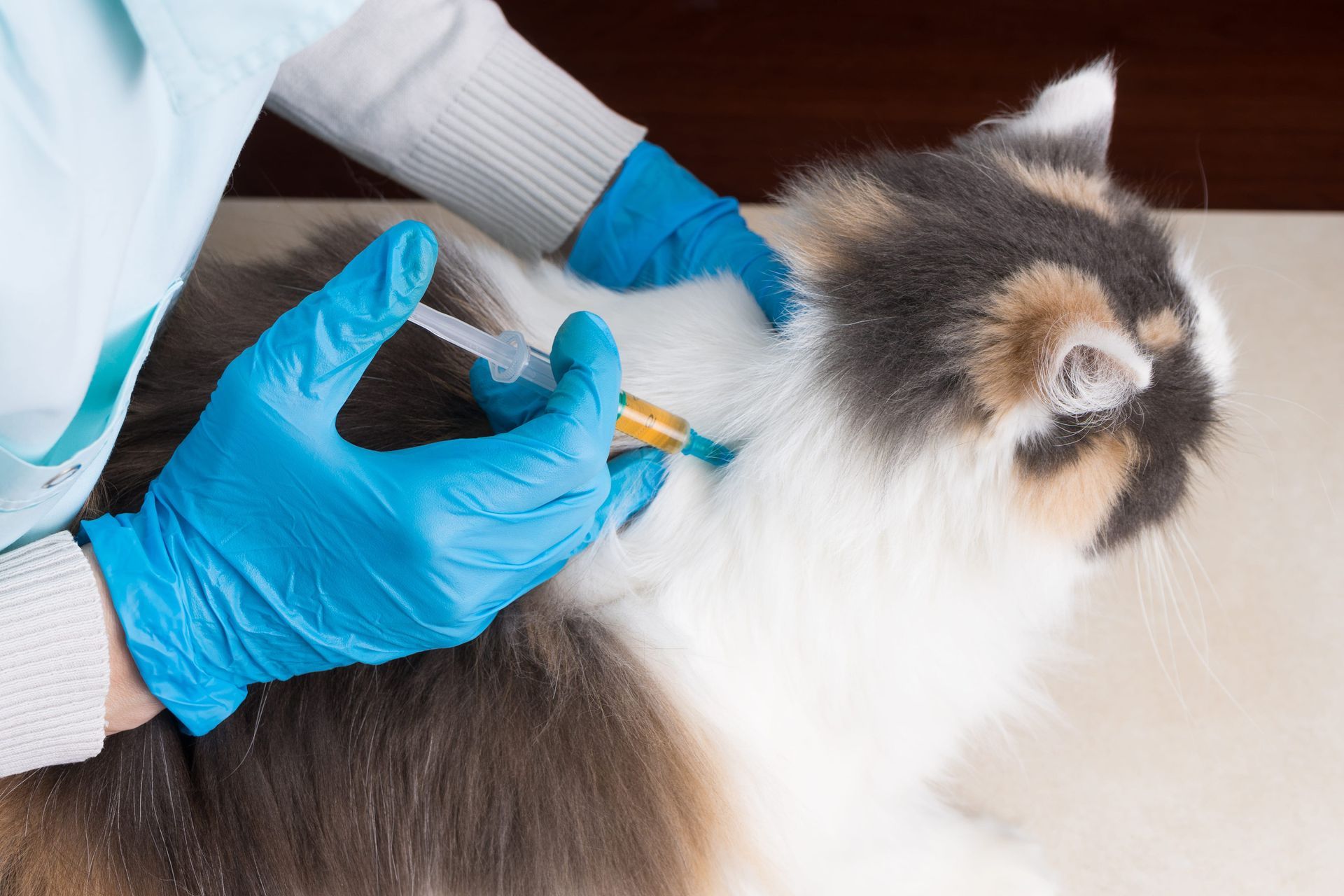 Vaccination chat tricolore vétérinaire