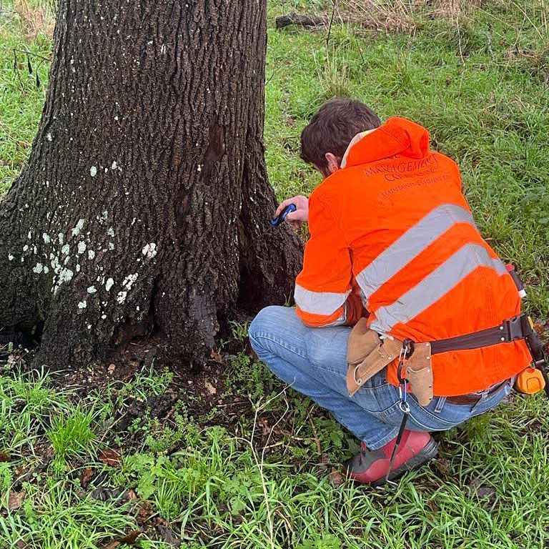 Testing the tree for signs of rot