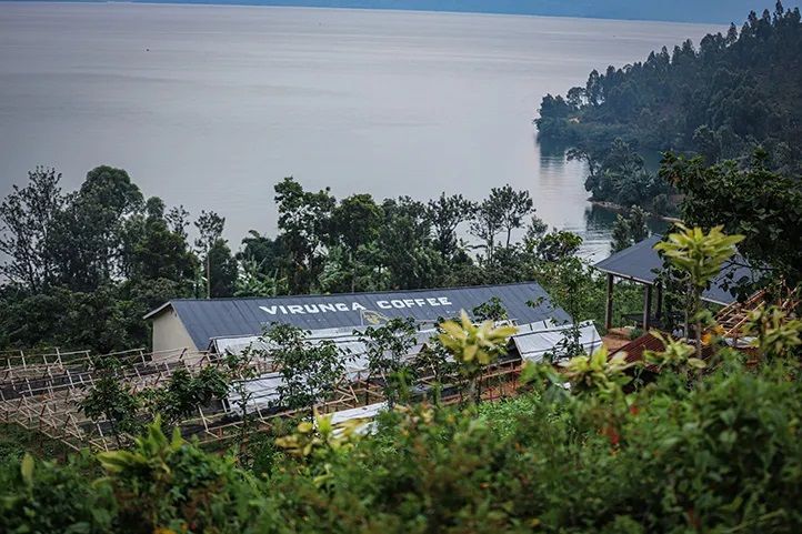 Congo Org. Kivu – Virunga Coffee – Katanda Station