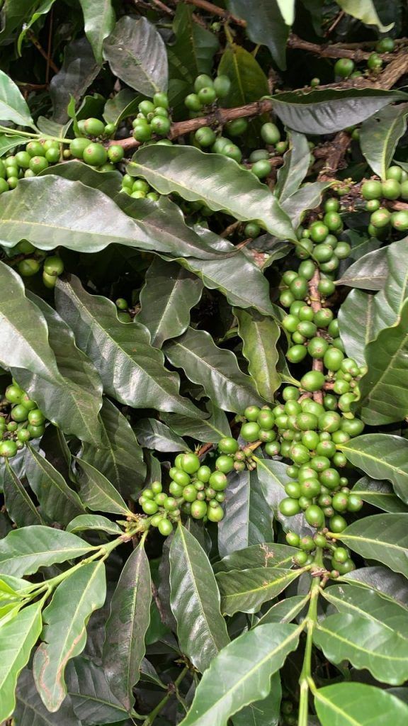 Panama Premium Boquete – Garrido Estates
