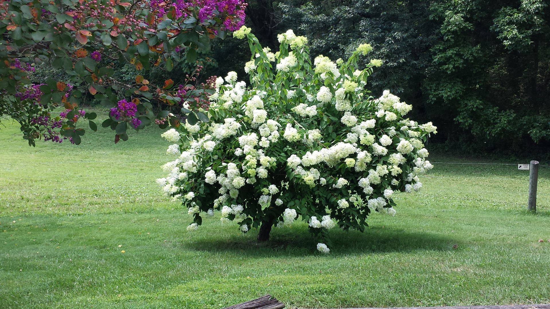 A bush with white flowers is in the middle of a lush green field.