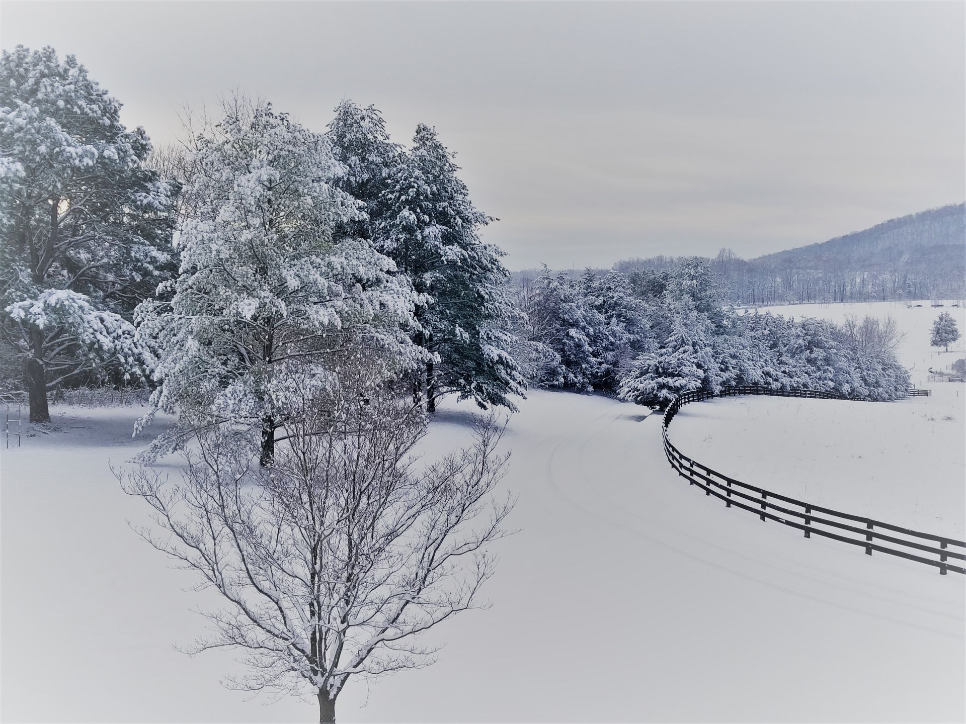 A snowy field with trees and a fence in the foreground.