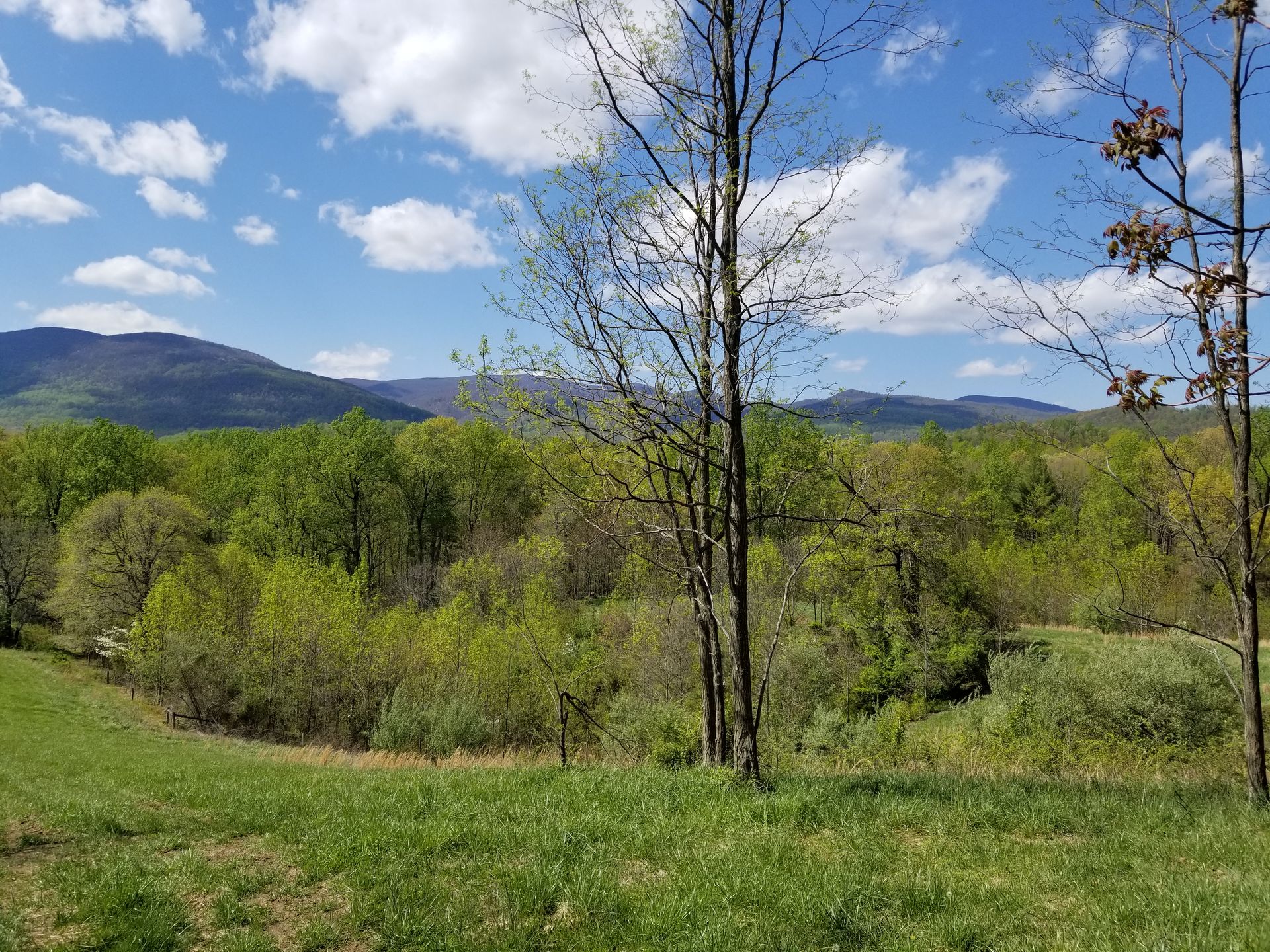 A lush green field with trees and mountains in the background on a sunny day.