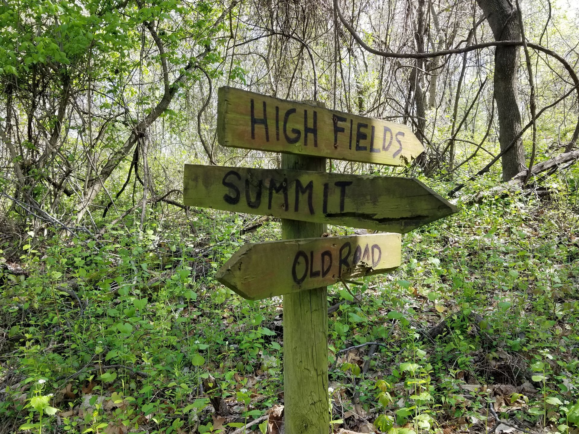 A wooden sign in the woods points to high fields summit and old road