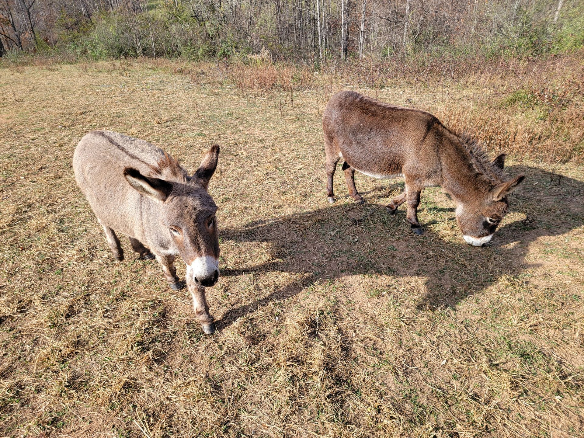 animals at fairhill farm