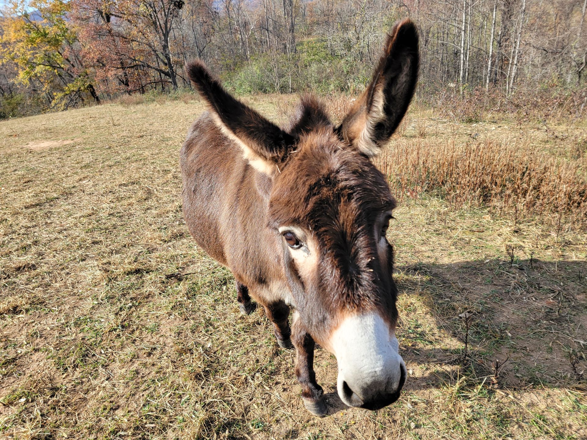 animals at fairhill farm