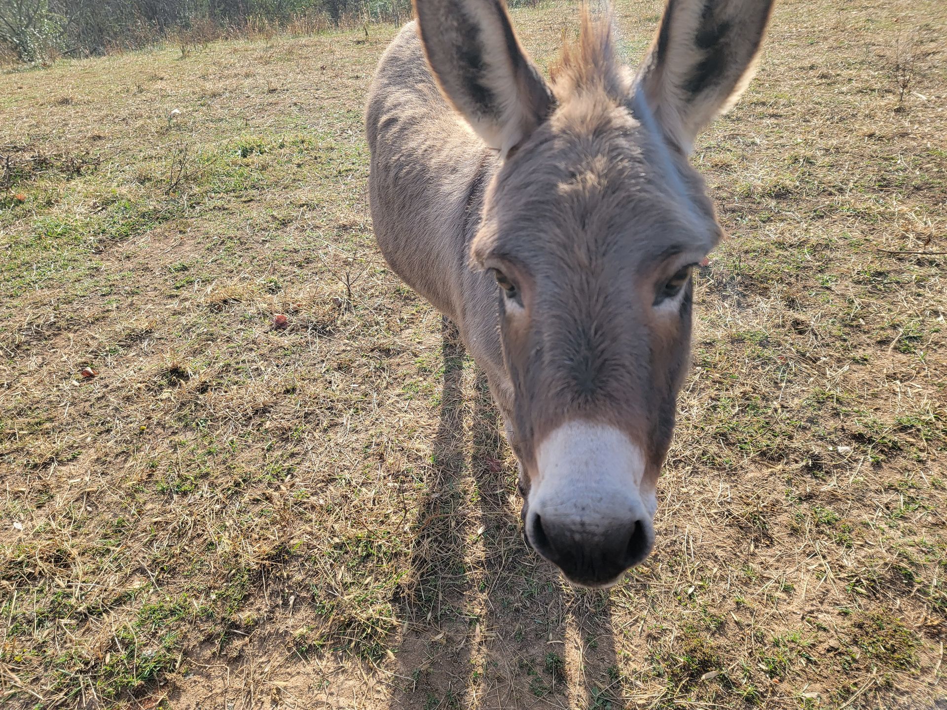 animals at