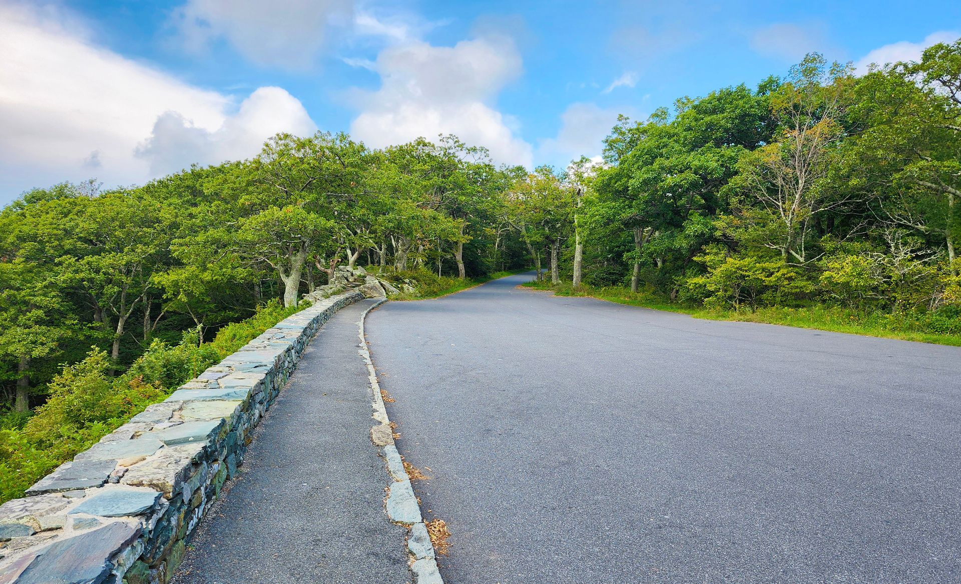 A road going through a forest with trees on both sides