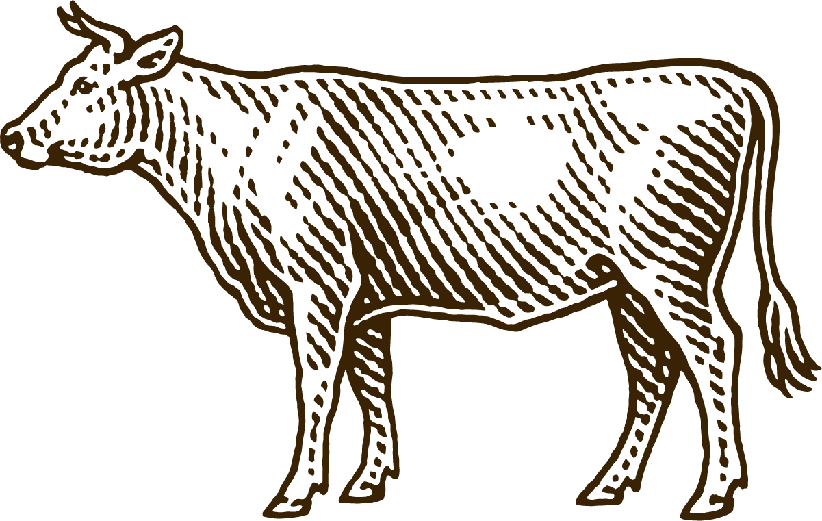 A black and white drawing of a cow with horns standing on a white background.