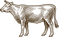 A black and white drawing of a cow with horns standing on a white background.