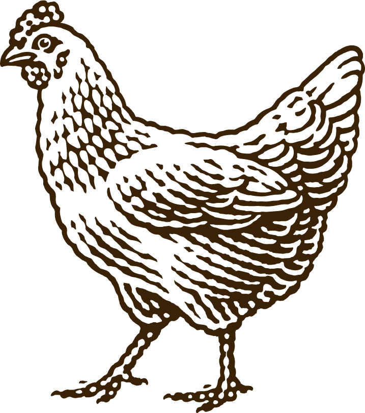 A black and white drawing of a chicken on a white background.