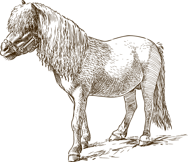 A black and white drawing of a pony standing on the ground.